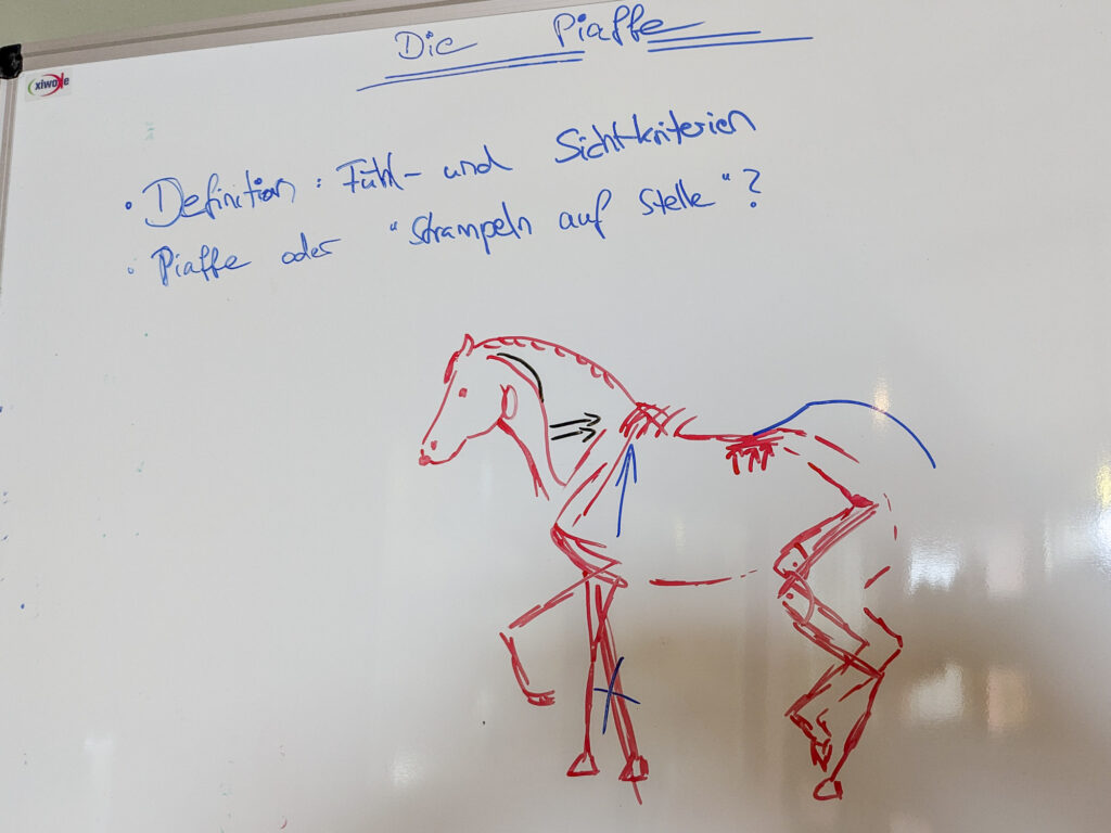 BRL Reitkurs mit Victoria Haack Juni 2025
